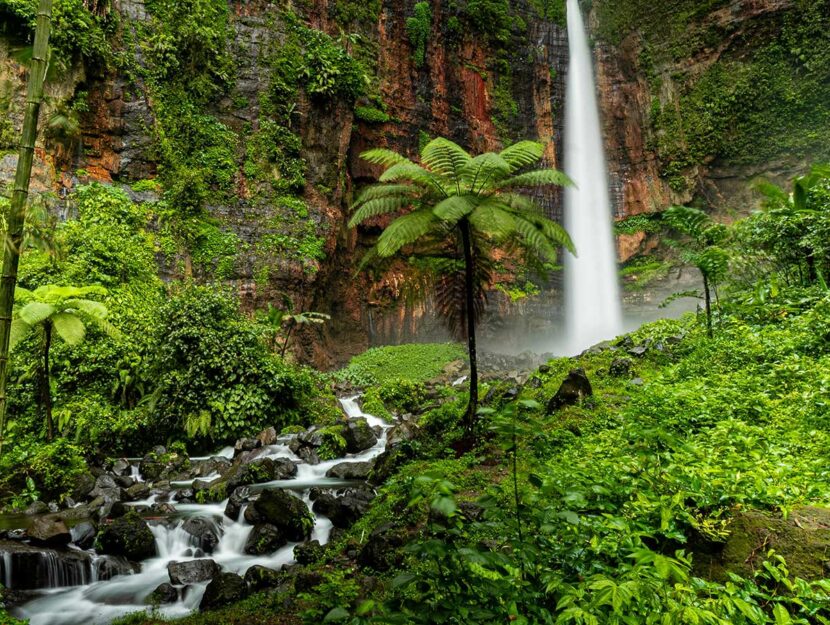 Clima, foreste tropicali a rischio