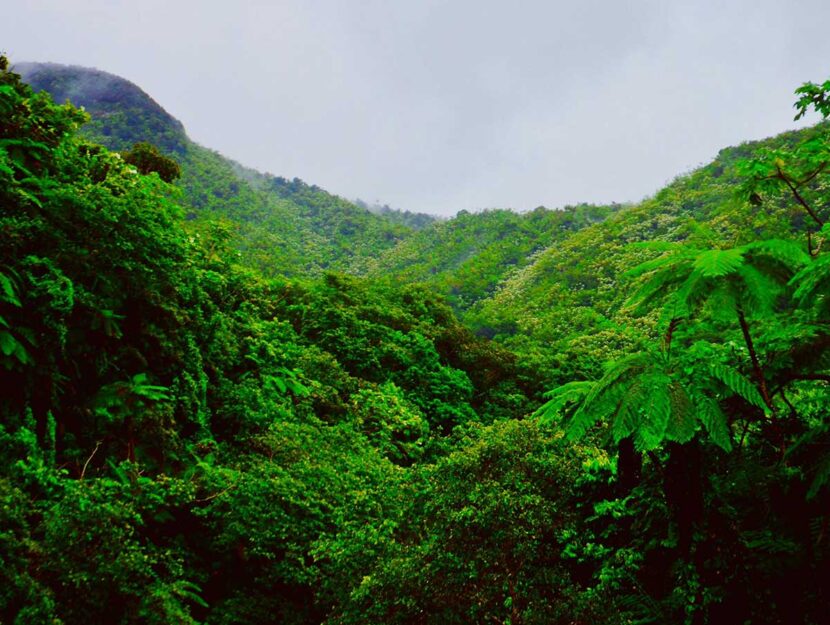 Clima, foreste tropicali a rischio