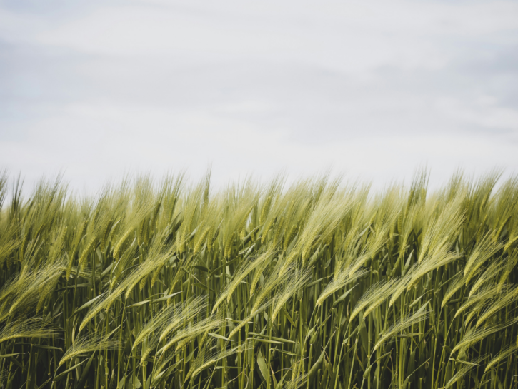 Tre giovani donne che hanno scelto l’agricoltura (e lo hanno fatto a modo loro)