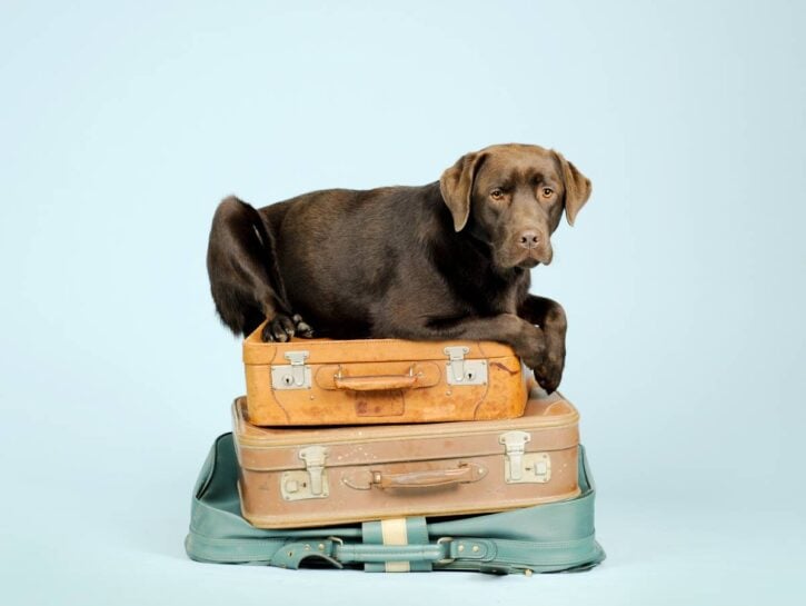Aereo, animali domestici in cabina: più una caccia al consenso che un cambiamento concreto