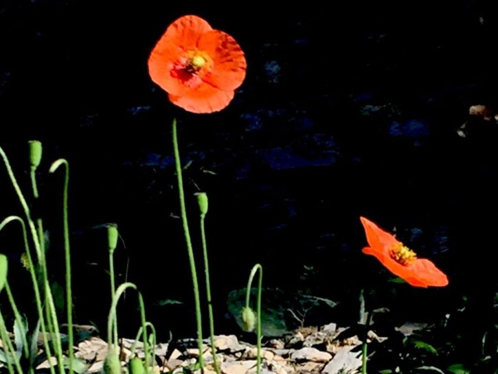 Papavero: il fiore del ricordo