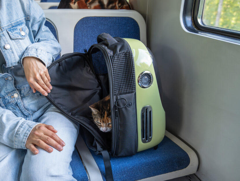 gatto in treno nello zaino