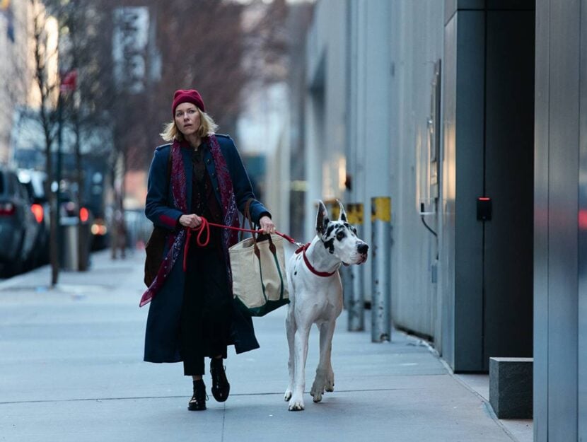Naomi Watts e l'alano Apollo, protagonisti di L’amico fedele, ora al cinema.