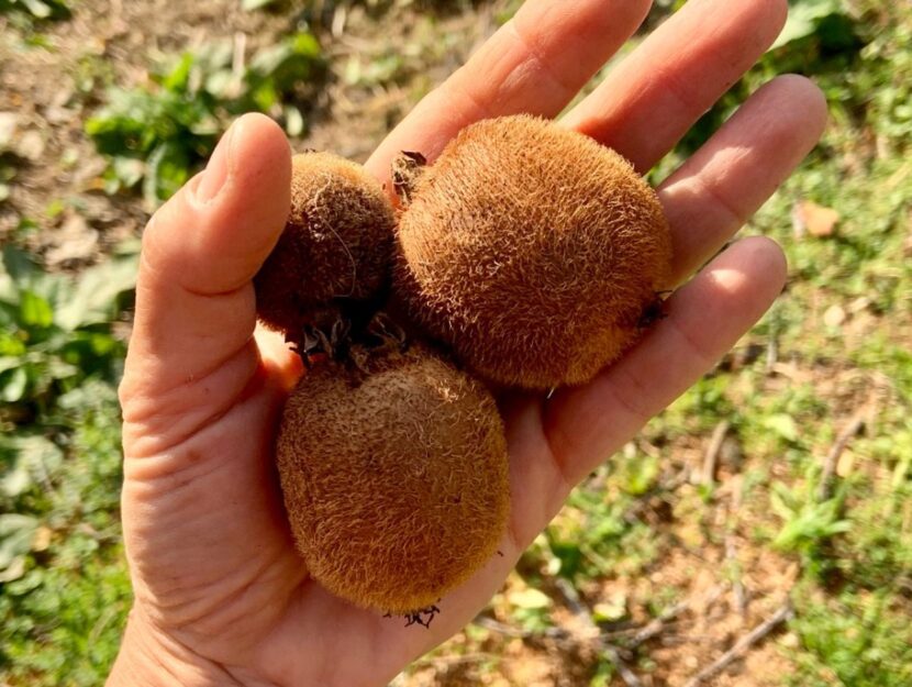 kiwi
