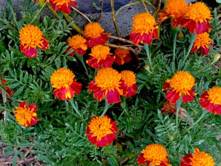 Tagete, il fiore perfetto per l’orto-giardino
