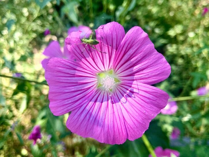 Malva: la pianta officinale per il giardino del futuro