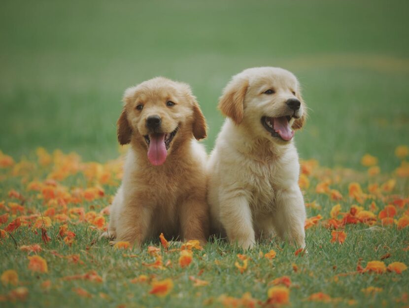 Golden retriever sul parco