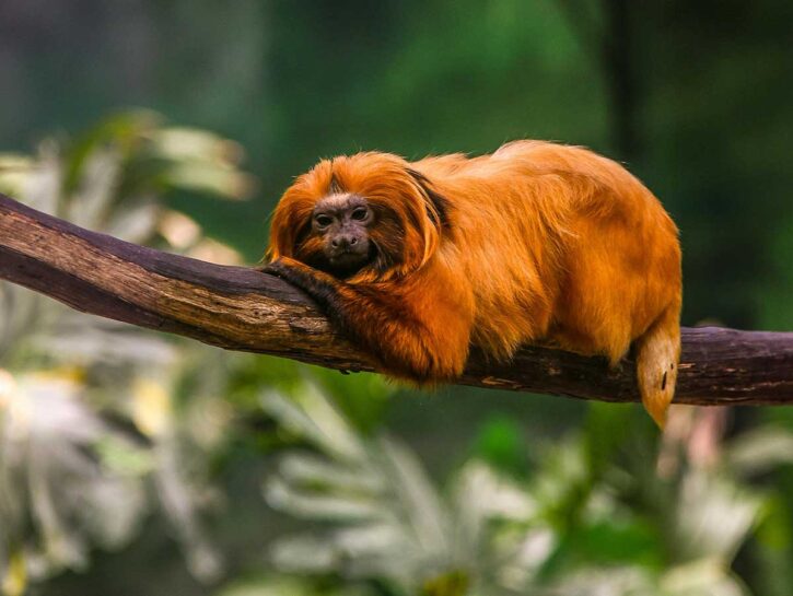 Animali a rischio: 10.000 specie sull'orlo dell'estinzione