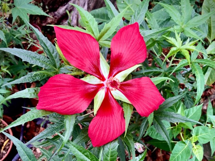 Ibisco coccineus: facile da seminare, impossibile da dimenticare