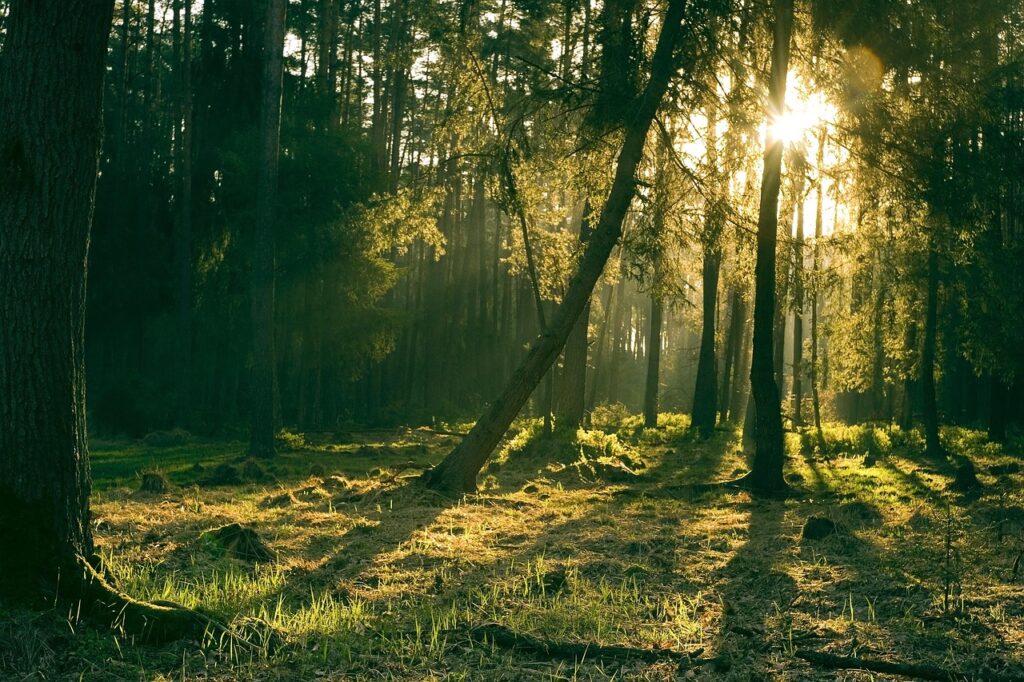 nature journaling