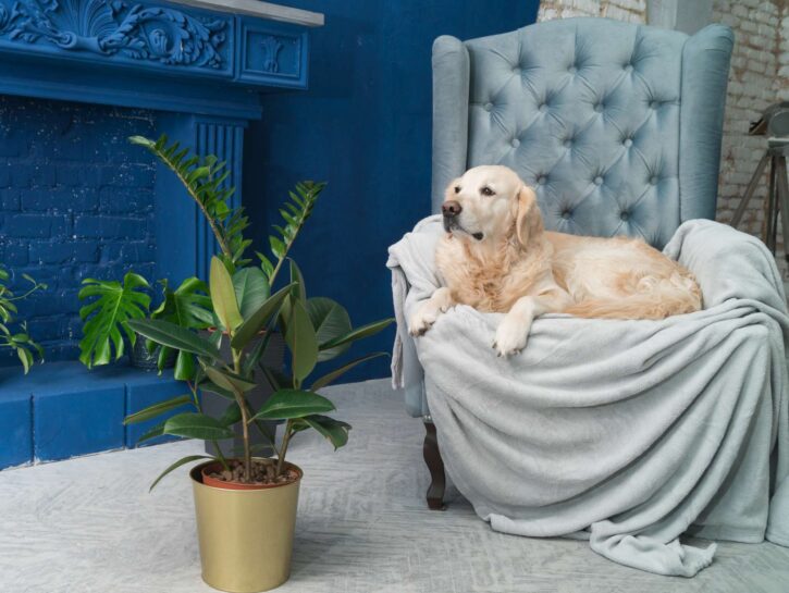 I migliori hotel «pet-friendly» del mondo secondo TripAdvisor