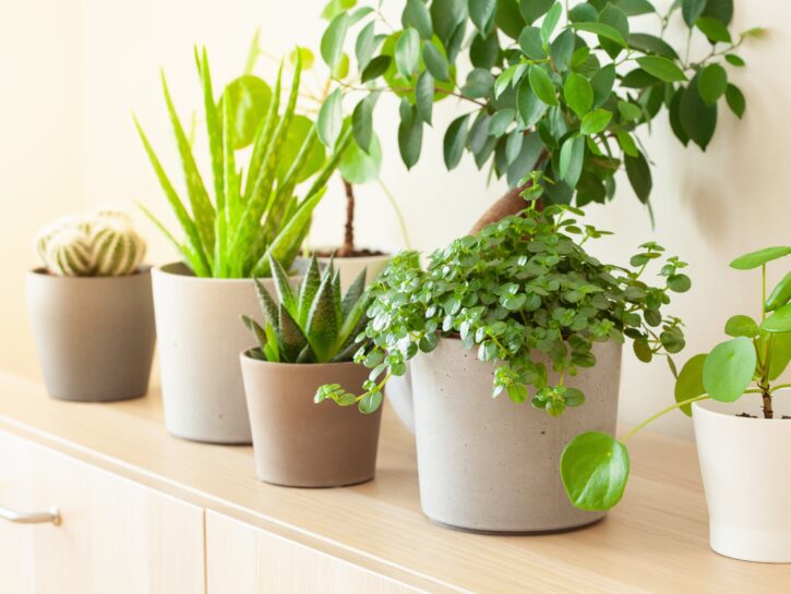 Piante in casa: quali scegliere per ogni ambiente