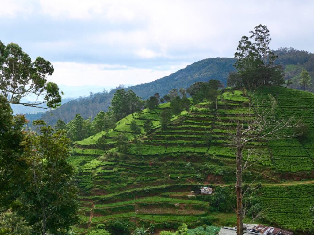 Sri Lanka, le piantagioni di tè di Nuwara Eliya