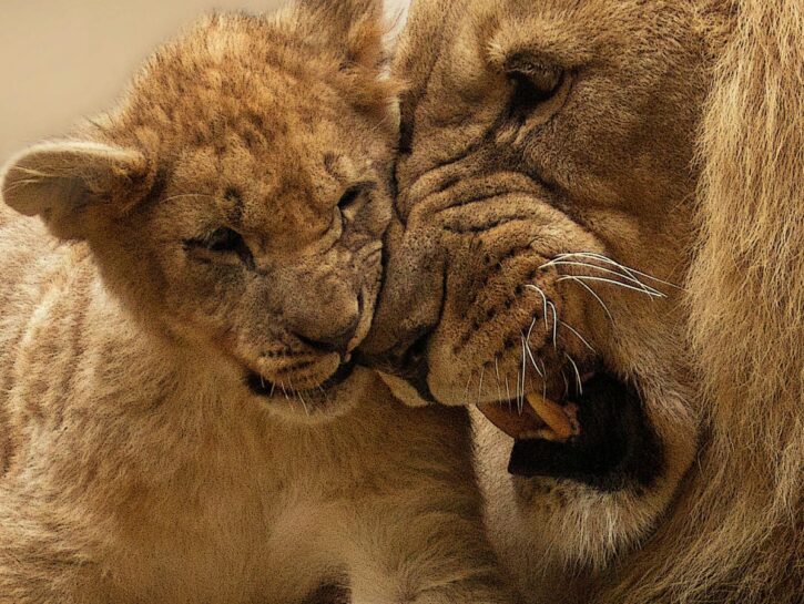 Il mondo (animale) è femmina