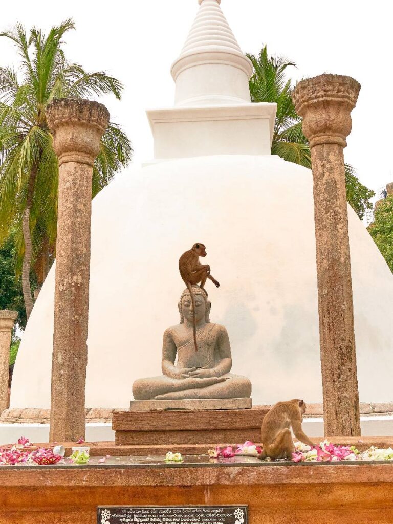 Sri Lanka, un monaco buddista al Polonnaruwa Vatadage