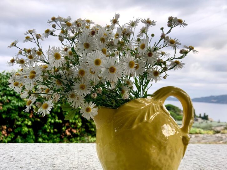 Settembrino: il fiore-simbolo dell’autunno