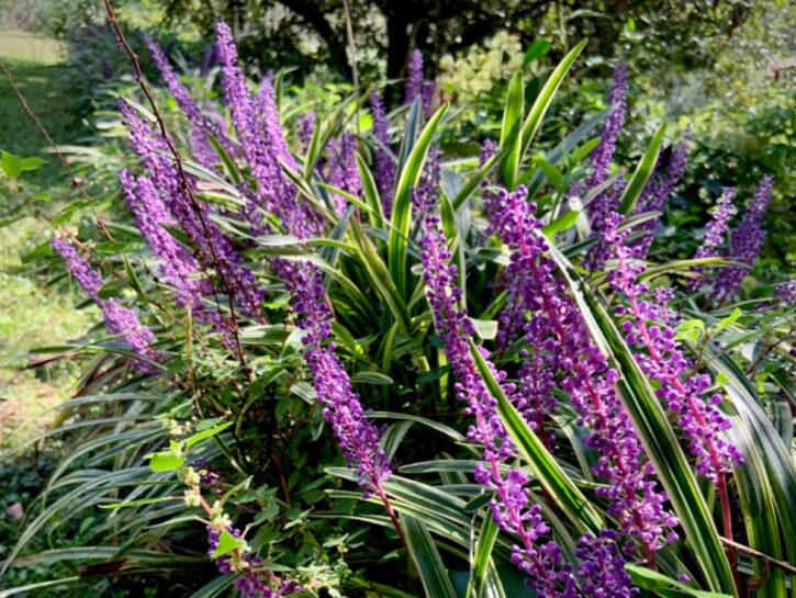 Liriope muscari: l’erba voglio esiste!