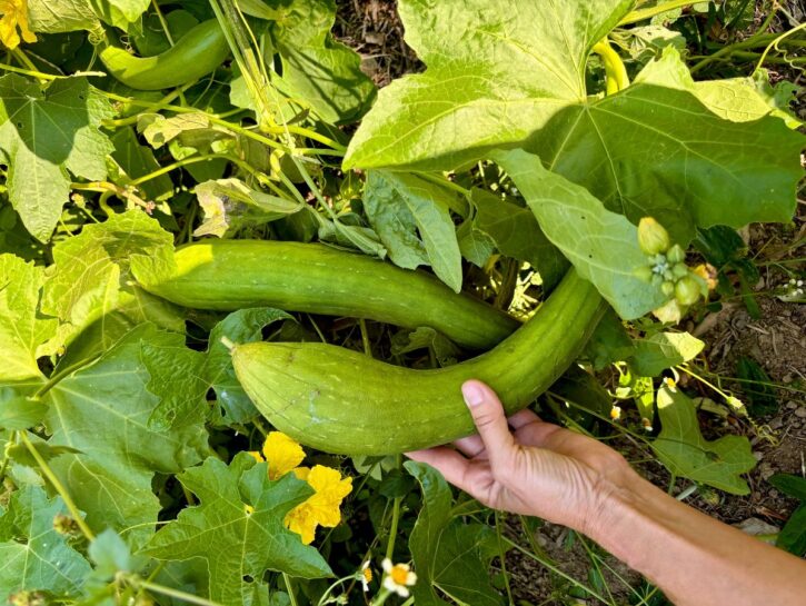 Luffa: la pianta-spugna