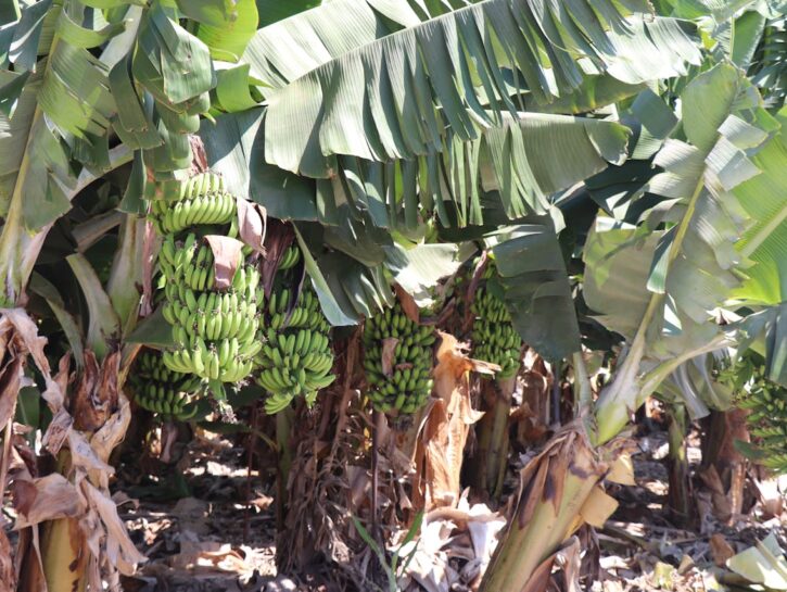 Clima tropicale, parte la prima piantagione di banane in Italia