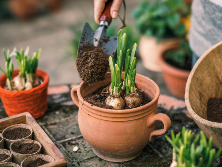 Autunno e bulbi: il regalo verde che ti sorprenderà in primavera