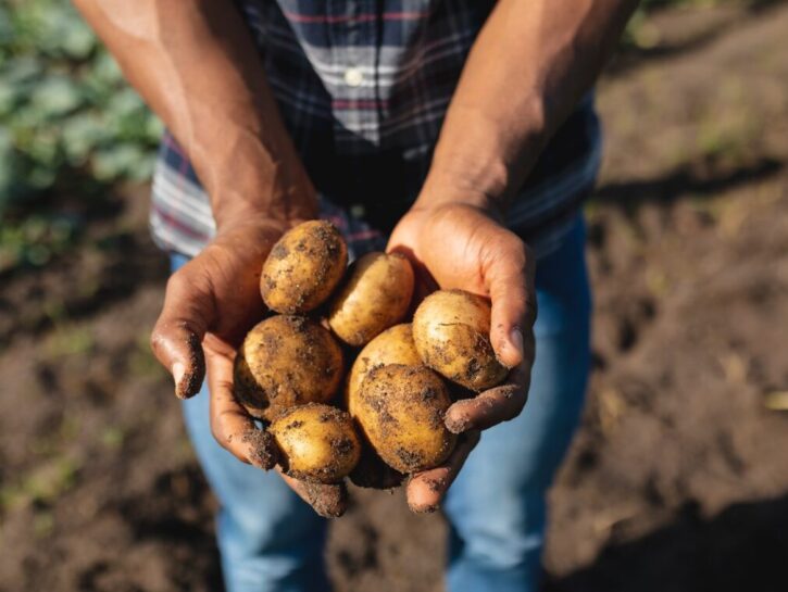 Patate sì, ma con qualcosa in più: sostenibili e di origine europea
