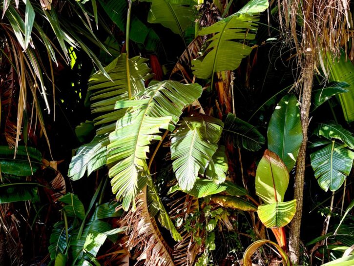 Banano: look jungle-style anche in città