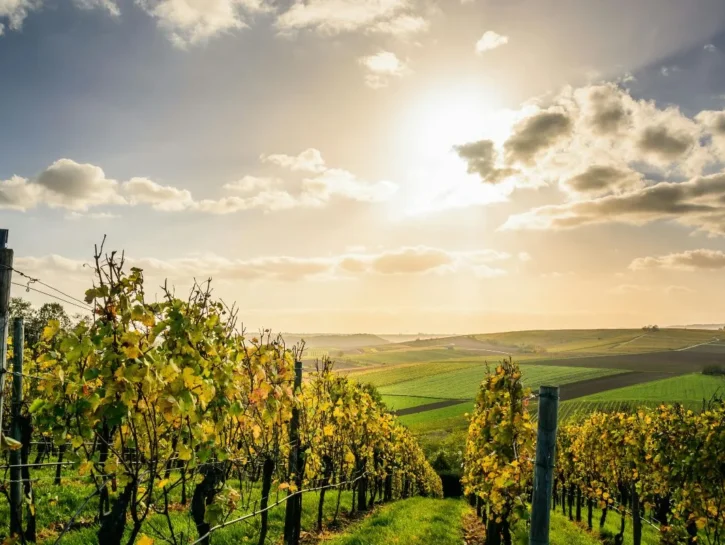 Ecco i 10 migliori vigneti del mondo: l’Italia dov’è?