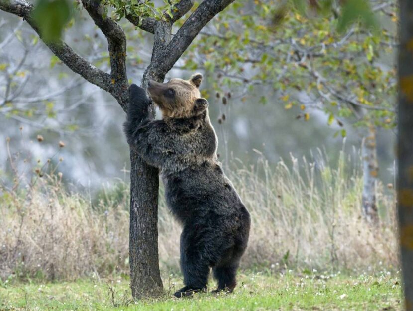 orsa amarena attaccata a un albero