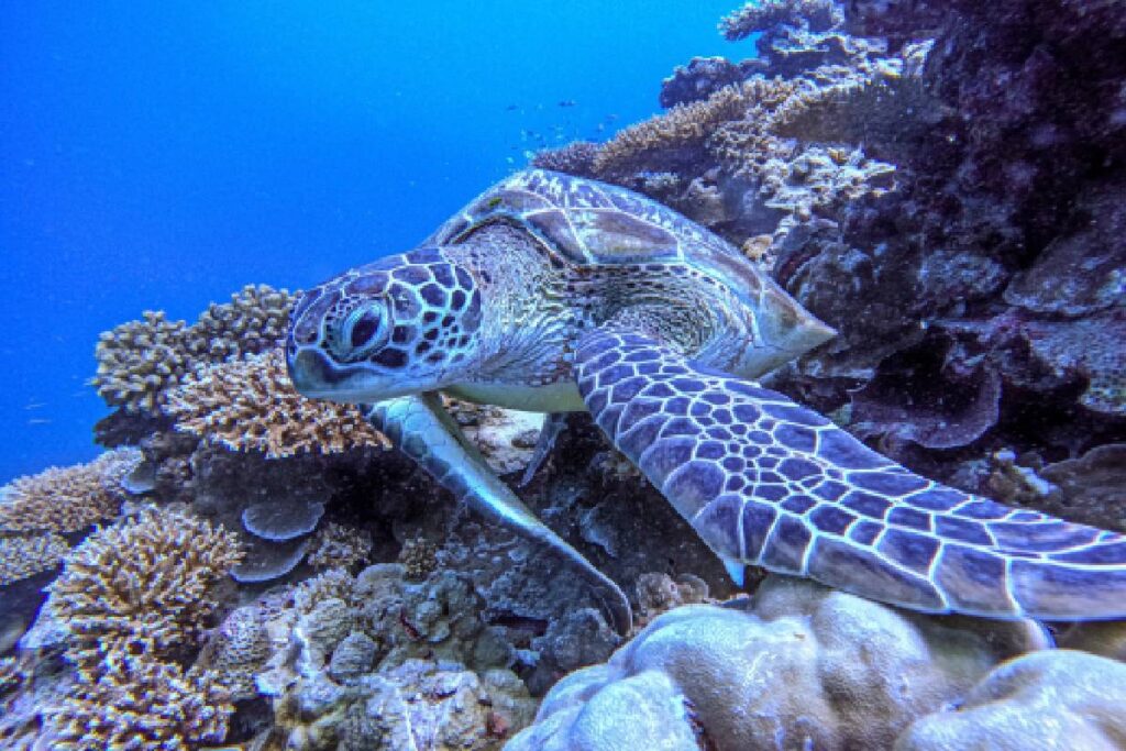 Tartaruga barriera corallina