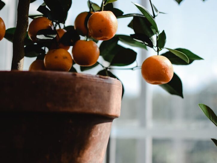 Dal limone al mandarino: come coltivare agrumi in vaso anche sul balcone 