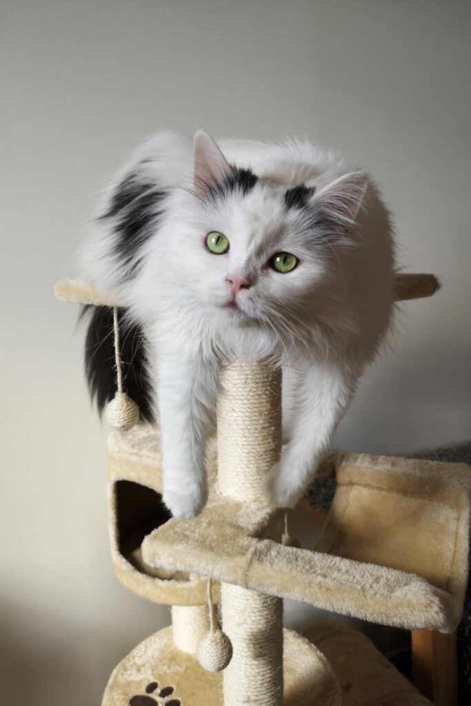 gatto su trespolo