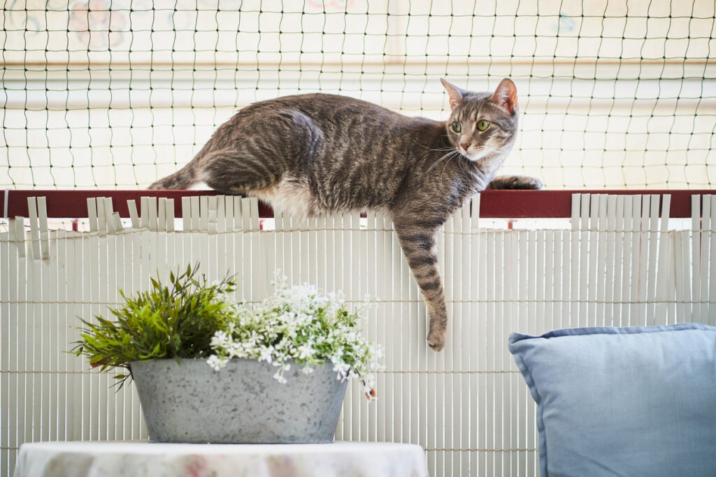 Gatto sdraiato sulla ringhiera del balcone con rete di sicurezza