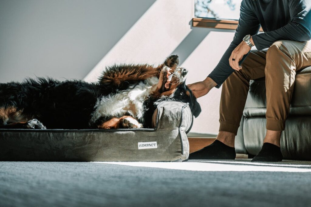 cane sdraiato nella cuccia che si fa coccolare dal padrone