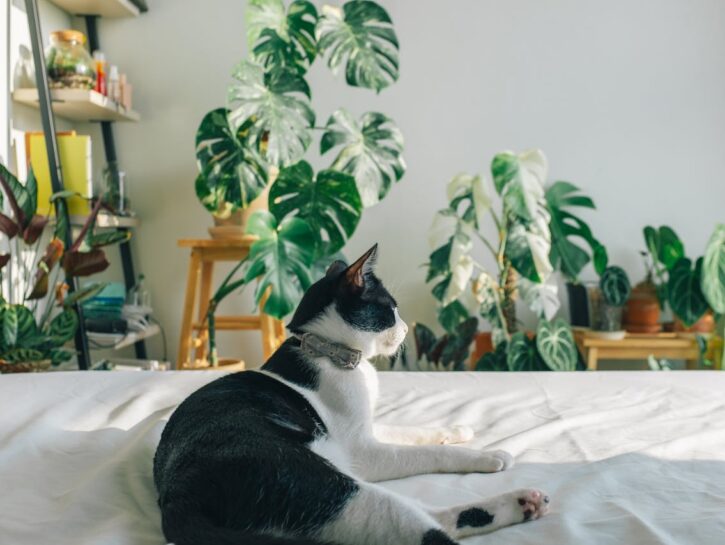 Casa cat‑friendly: consigli pratici per la sicurezza e la felicità dei gatti 