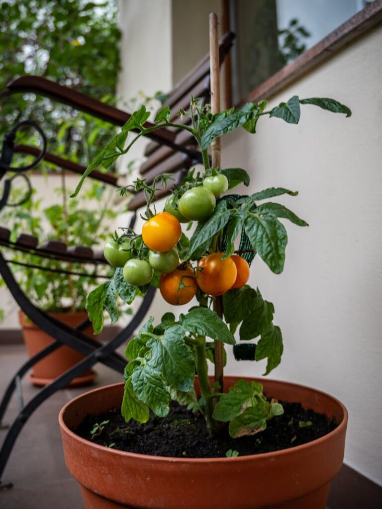 pianta di pomodori in vaso