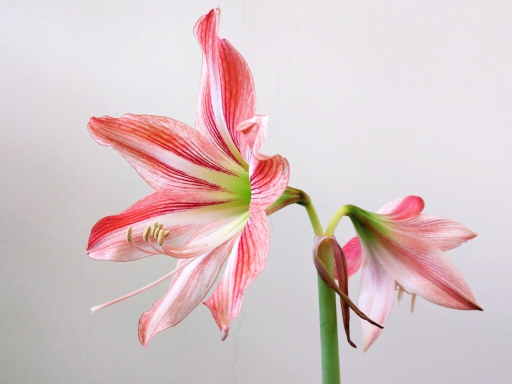 fiore di amaryllis in casa