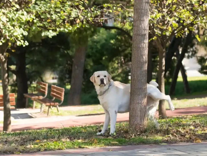 Pipì dei cani in strada, multe fino a 500 euro: Italia divisa sui social