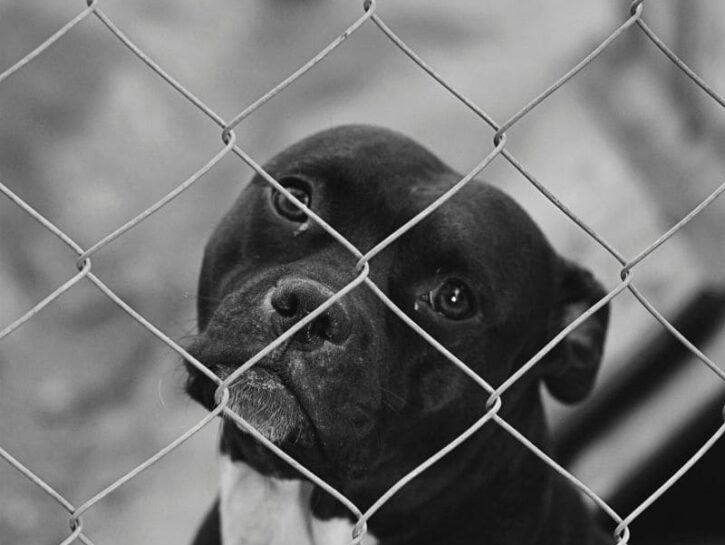 Monica Pais, che salva gli animali di nessuno