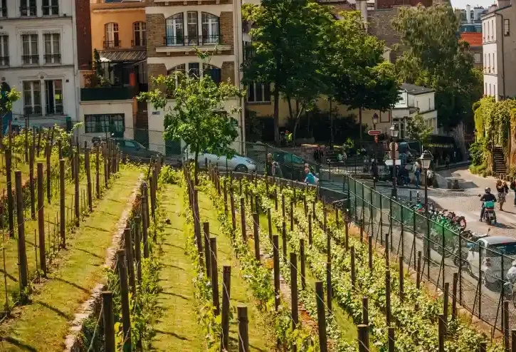 Clos Montmartre