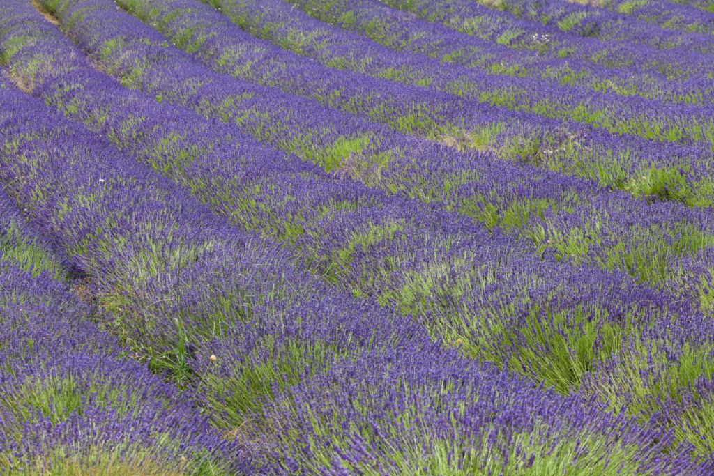 Campi di lavanda in fiore