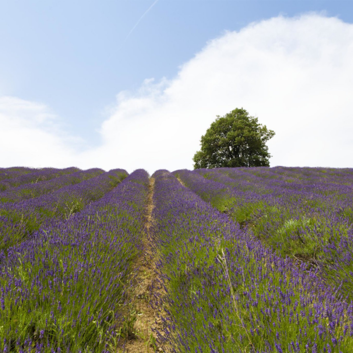 Alessandria e Monferrato: l’estate fiorisce al profumo di lavanda