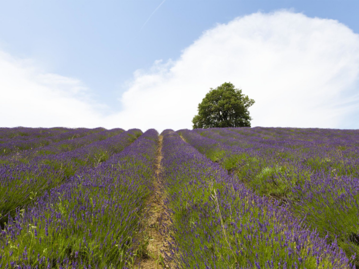 Alessandria e Monferrato: l’estate fiorisce al profumo di lavanda