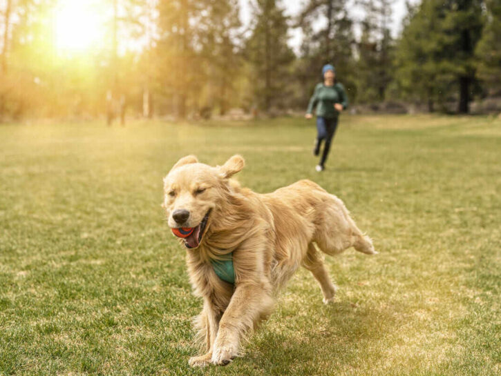 Giochi all’aperto con il cane: le idee che lo faranno impazzire