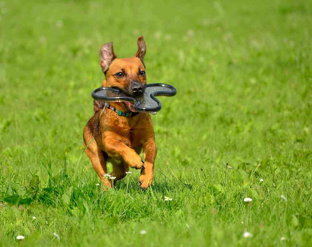 Cane che corre sul prato con in bocca un oggetto
