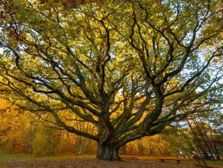 Capolavori della natura: nominati gli Alberi europei dell’anno 2026