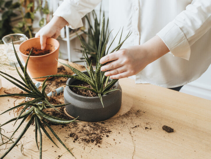 Aloe vera: i segreti per tagliare e conservare correttamente le foglie