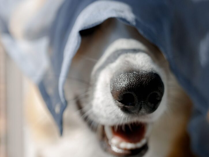 Come proteggere i cani dal caldo, consigli utili e segnali da non sottovalutare