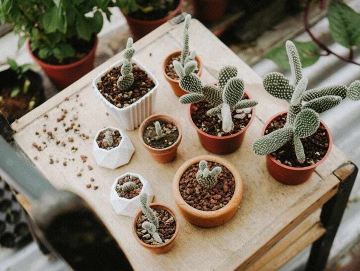 Dove sbagli con le piante grasse? Ecco come curarle davvero