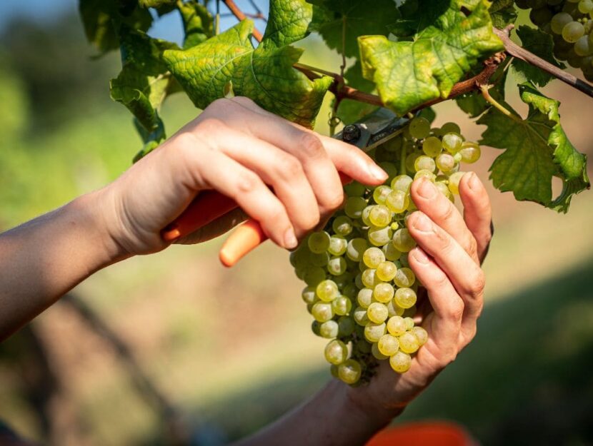 friuli venezia giulia enogastronomia