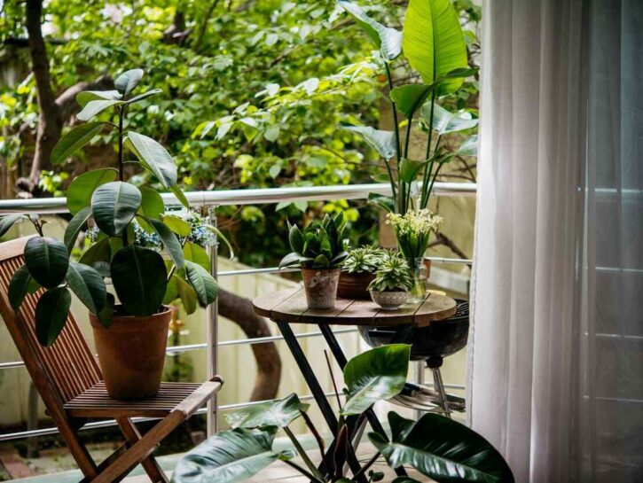 Piante da ombra: le migliori per giardino e balcone sempre verde